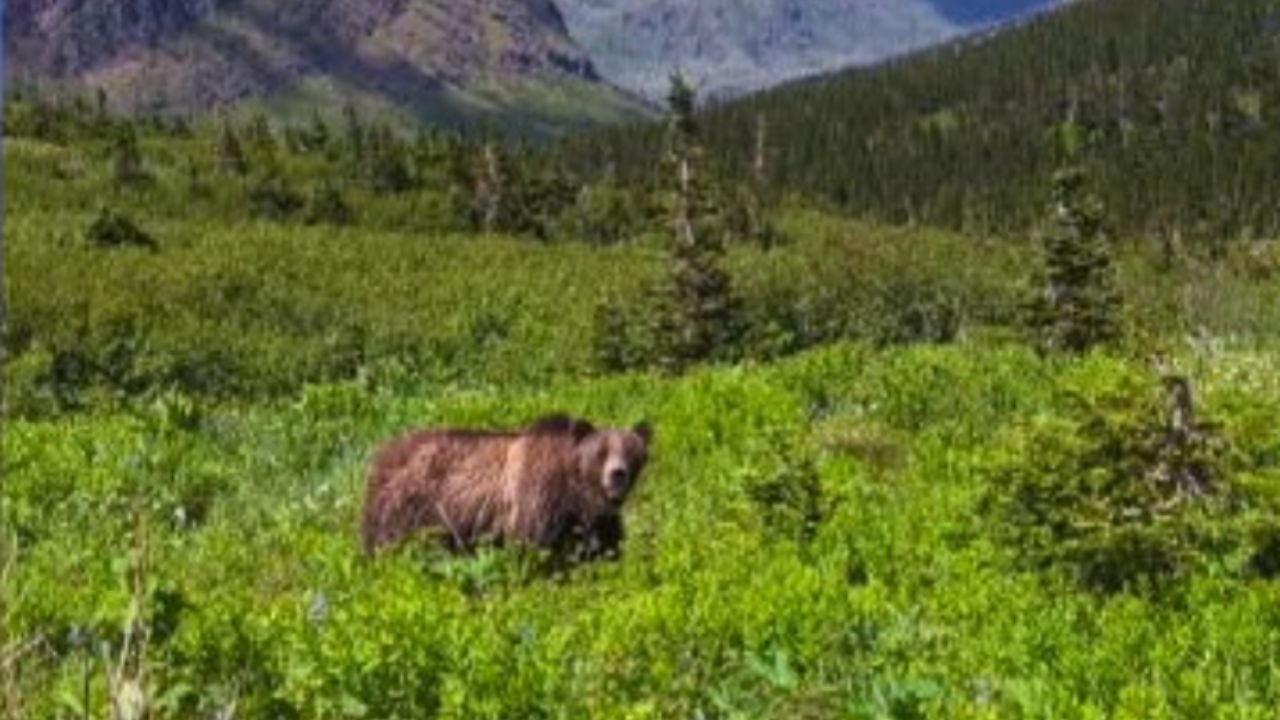 Woman 'Lucky to Be Alive' After Grizzly Bear Follows Her During Hike at Montana's Glacier National Park
