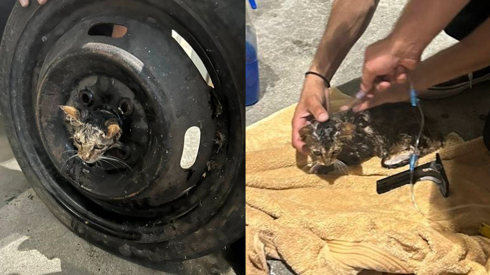 Firefighters Rescue Kitten Stuck Inside a Tire