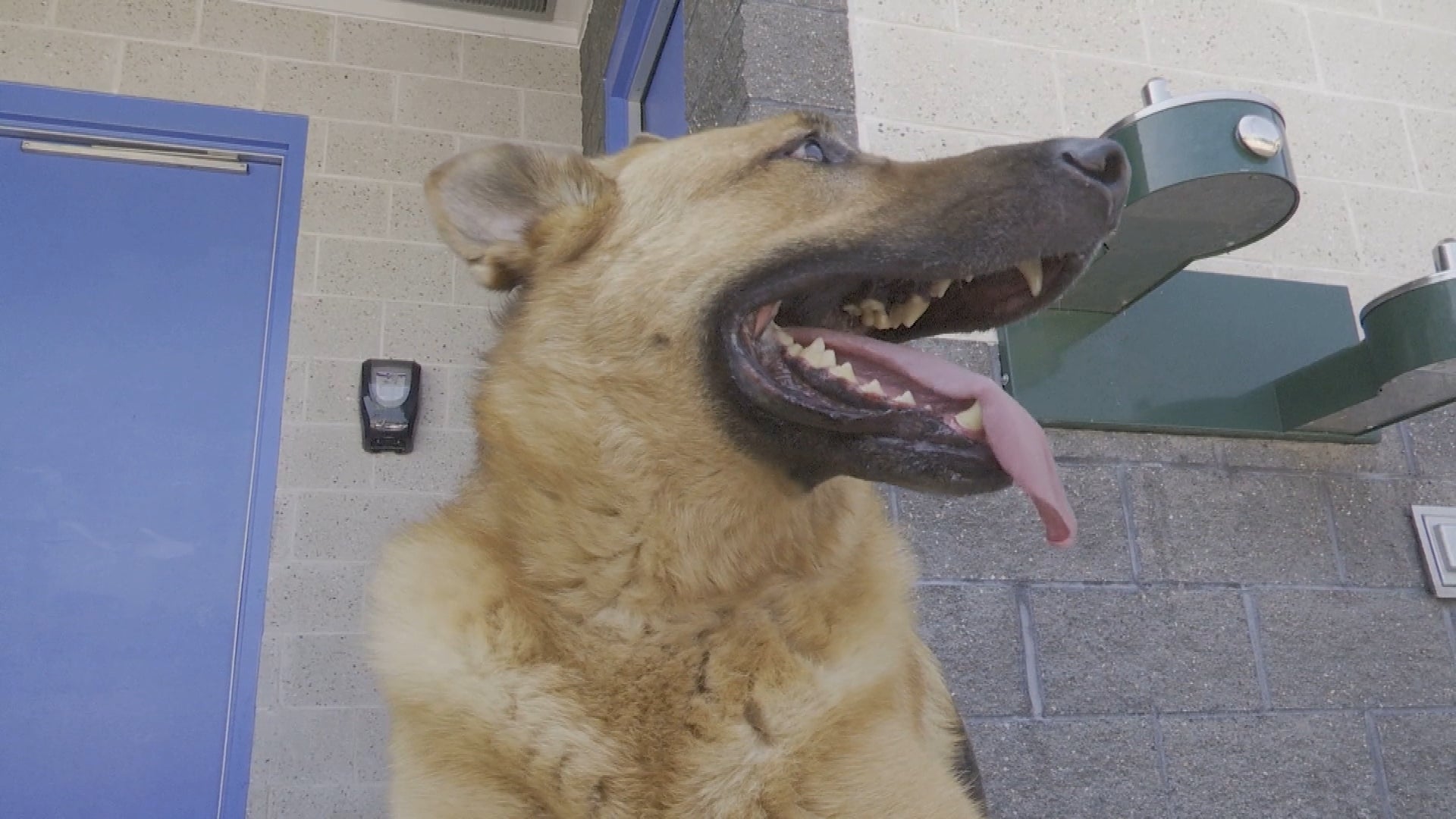 Shelter dogs in Wisconsin were treated to their own pool party.