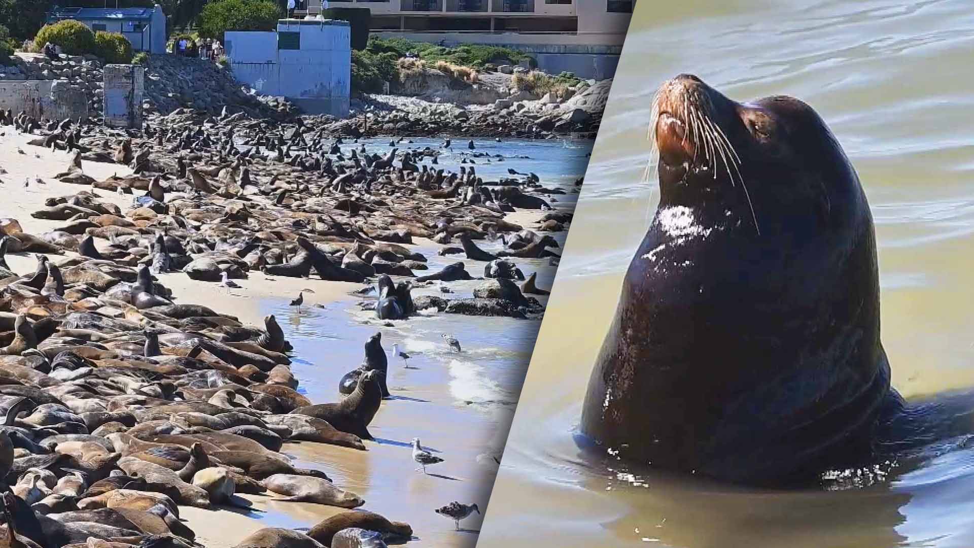 Hundreds of Sea Lions Take Over Beach in California