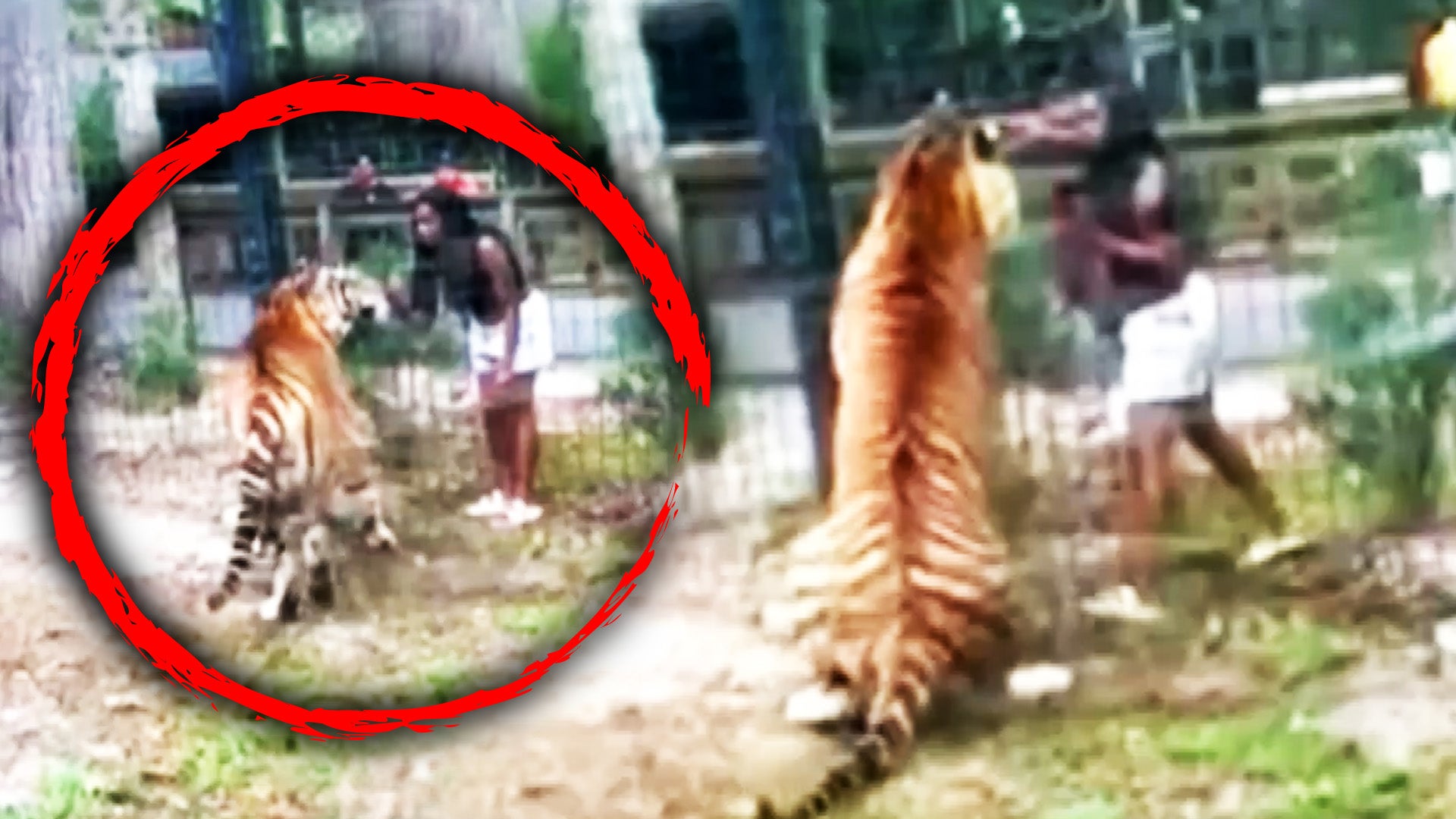 Woman climbs over zoo fence to touch tiger