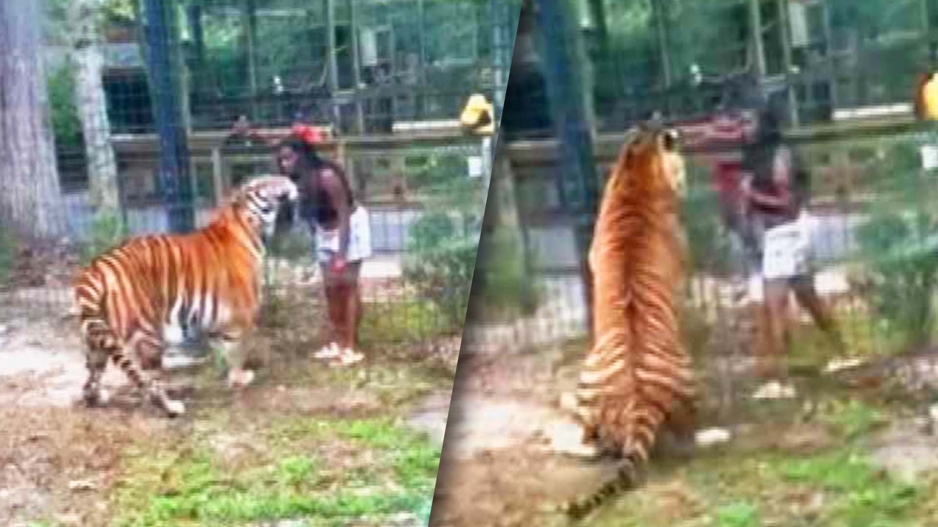 Woman comes close to tiger at zoo