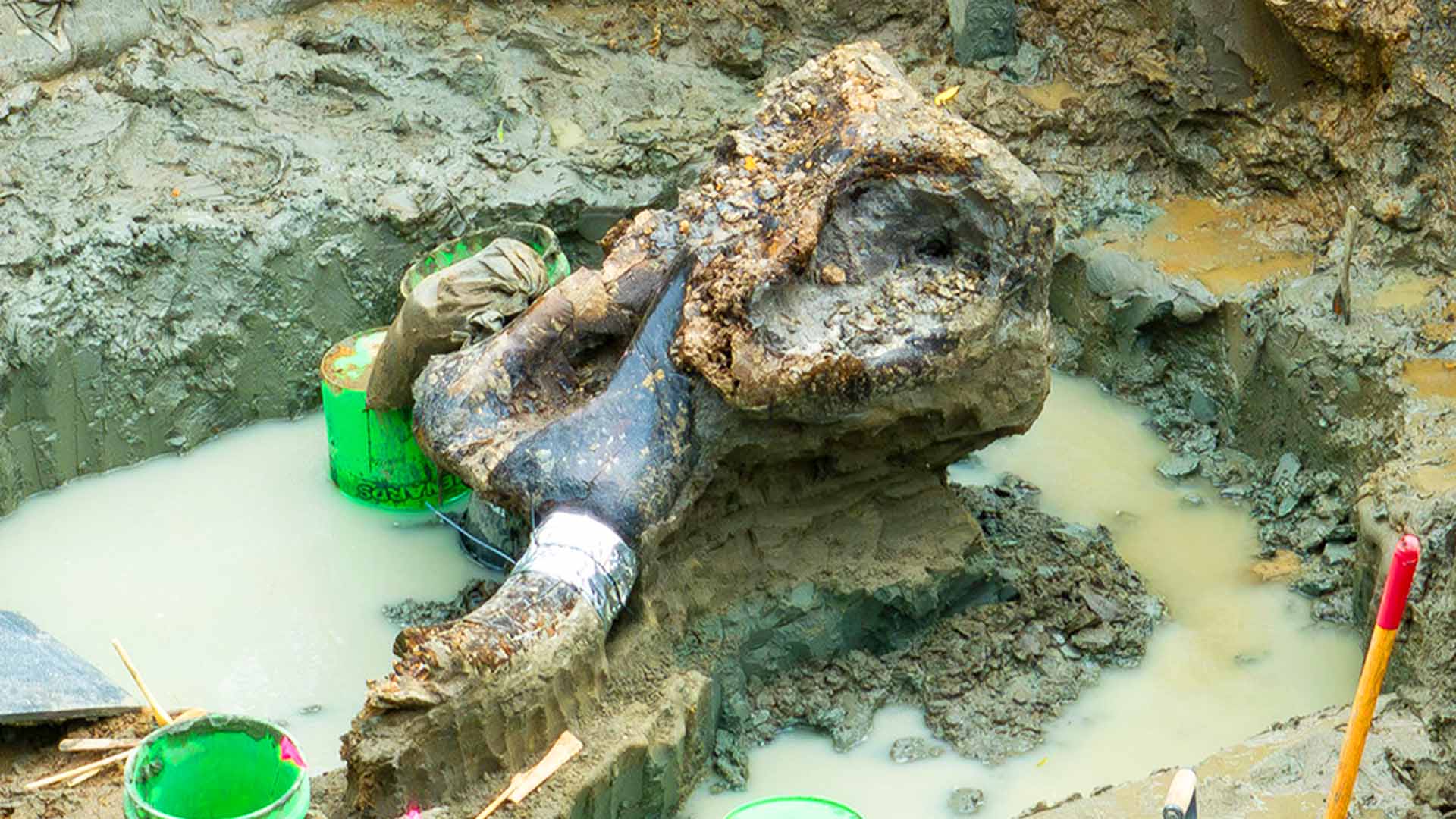 Archaeologists from the University of Iowa have unearthed a 13,600 year old mastodon skull.