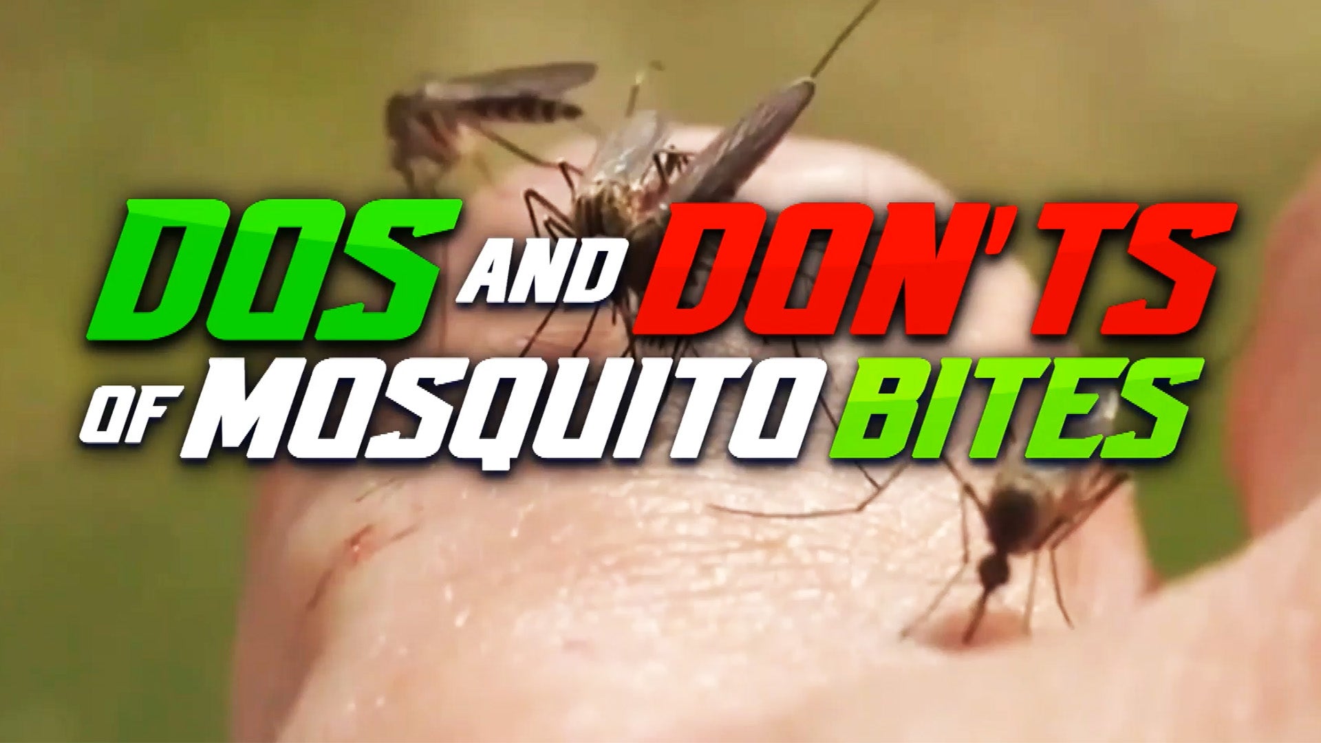 Mosquitos