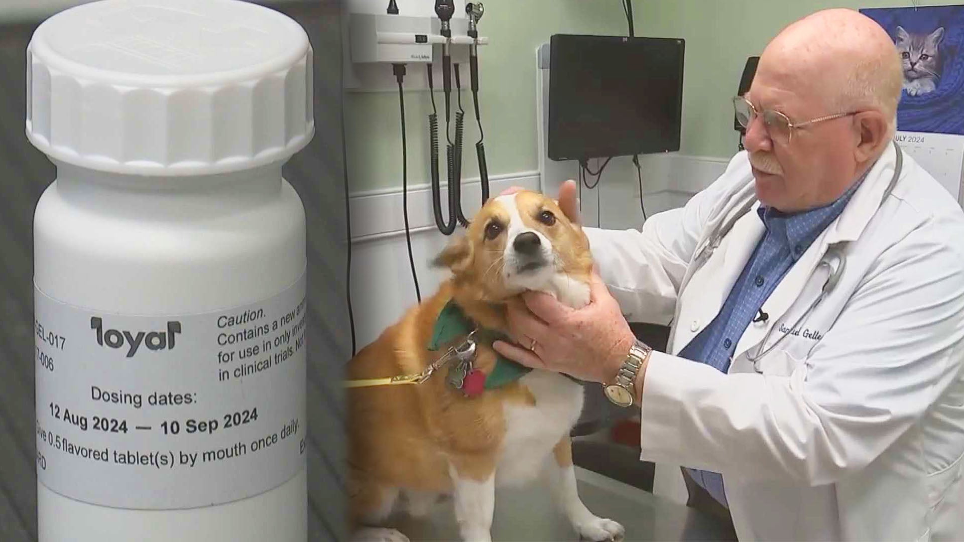 “dog getting examined by a veterinarian”