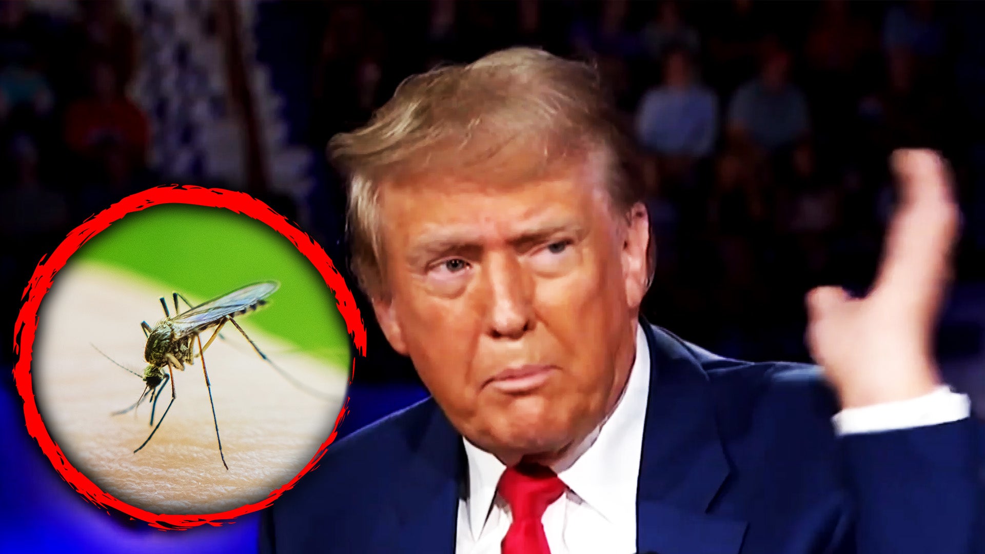 Donald Trump on Fox News swats away a mosquito