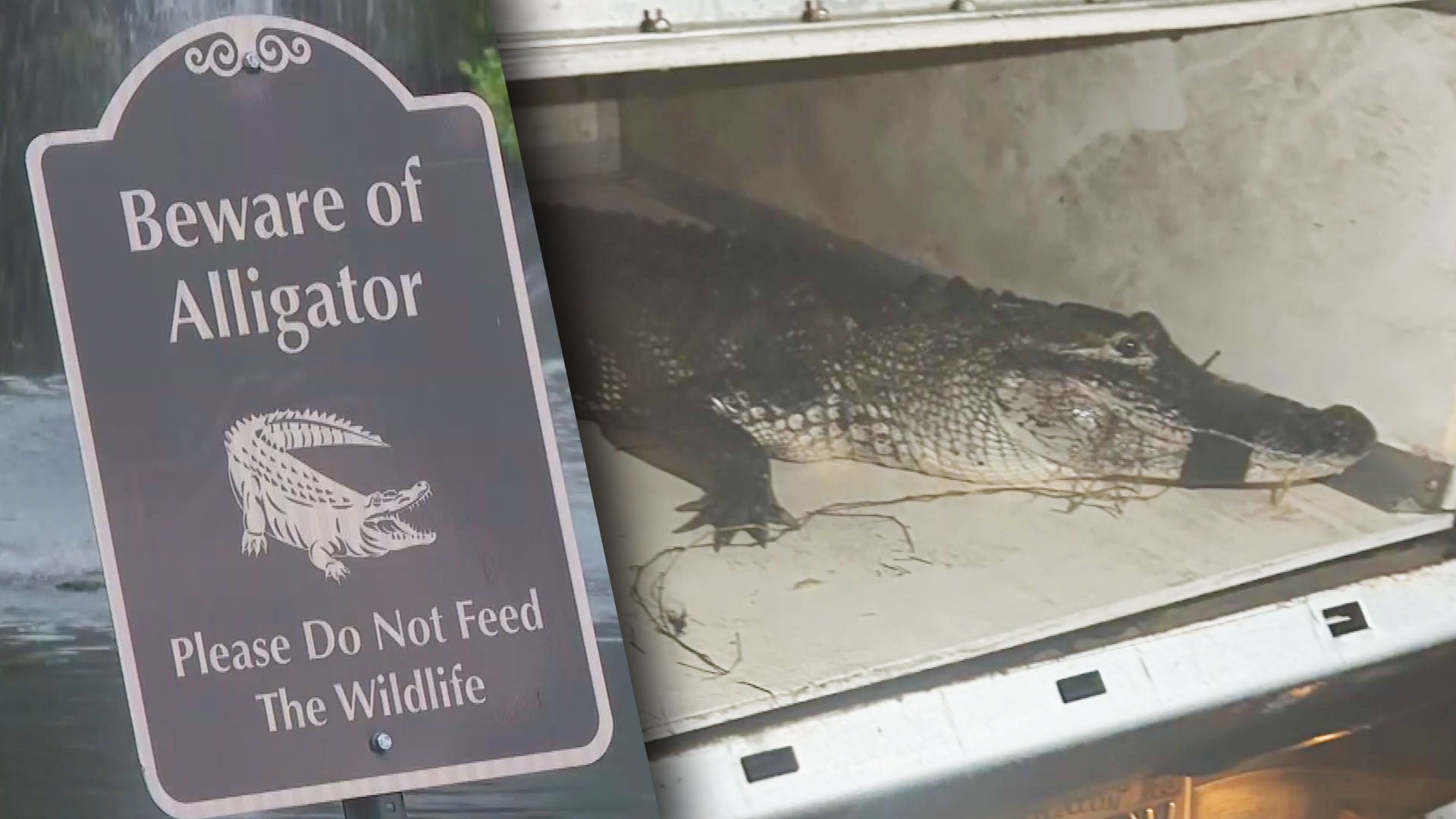 Beware of Alligator sign / alligator