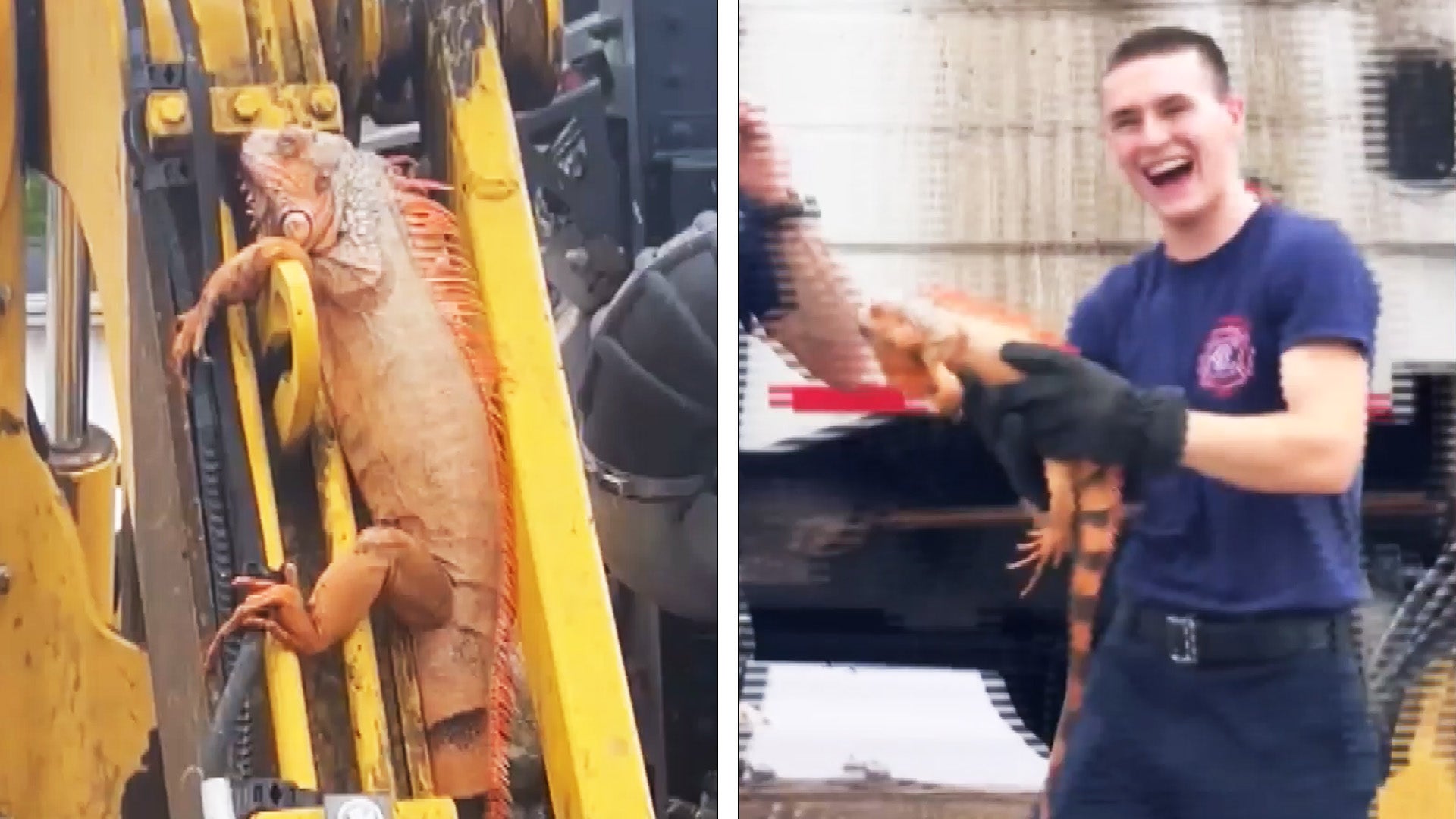 Iguana on garbage truck, Firefighter smiling and holding iguana