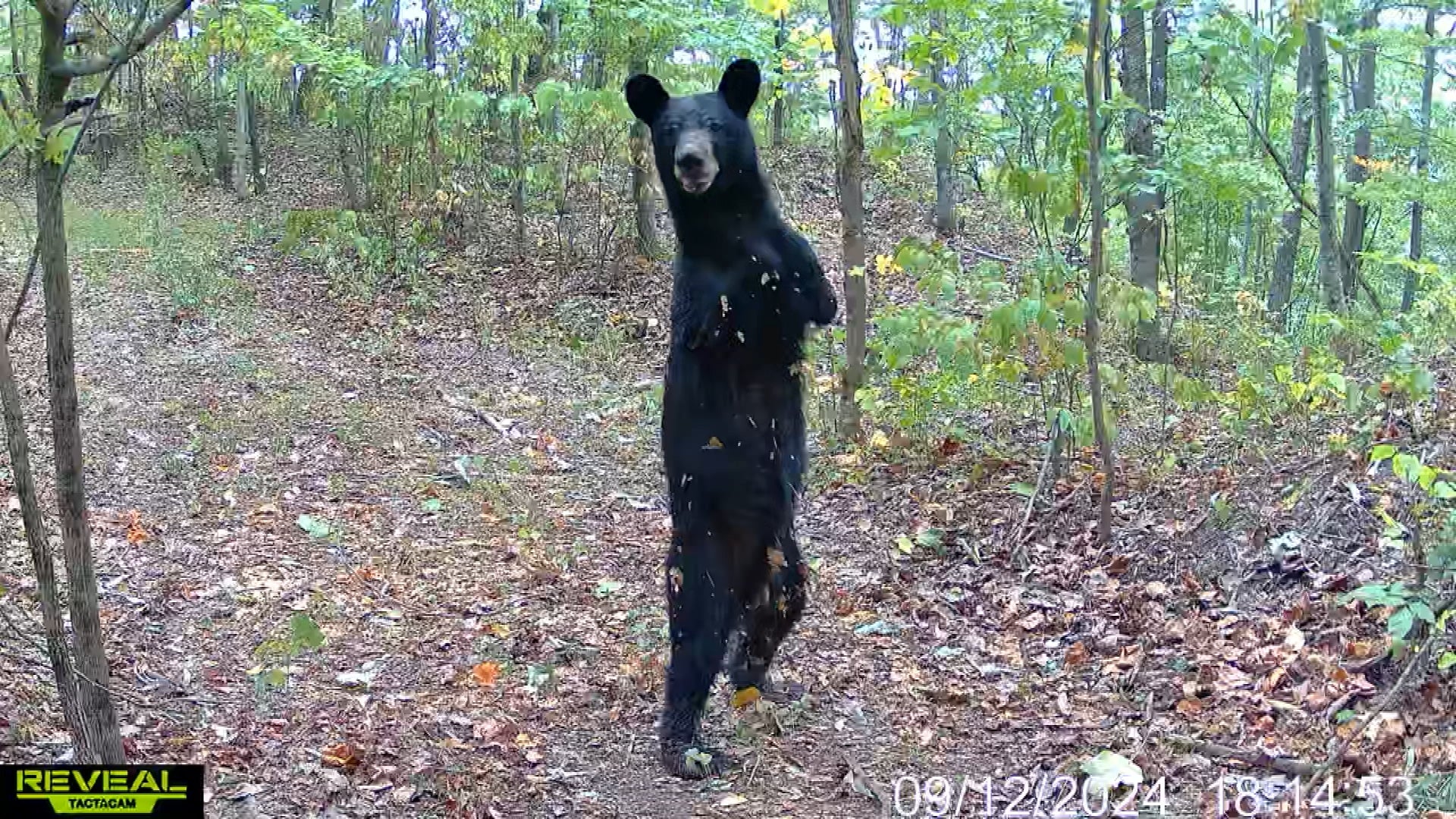 Two-Legged Bear