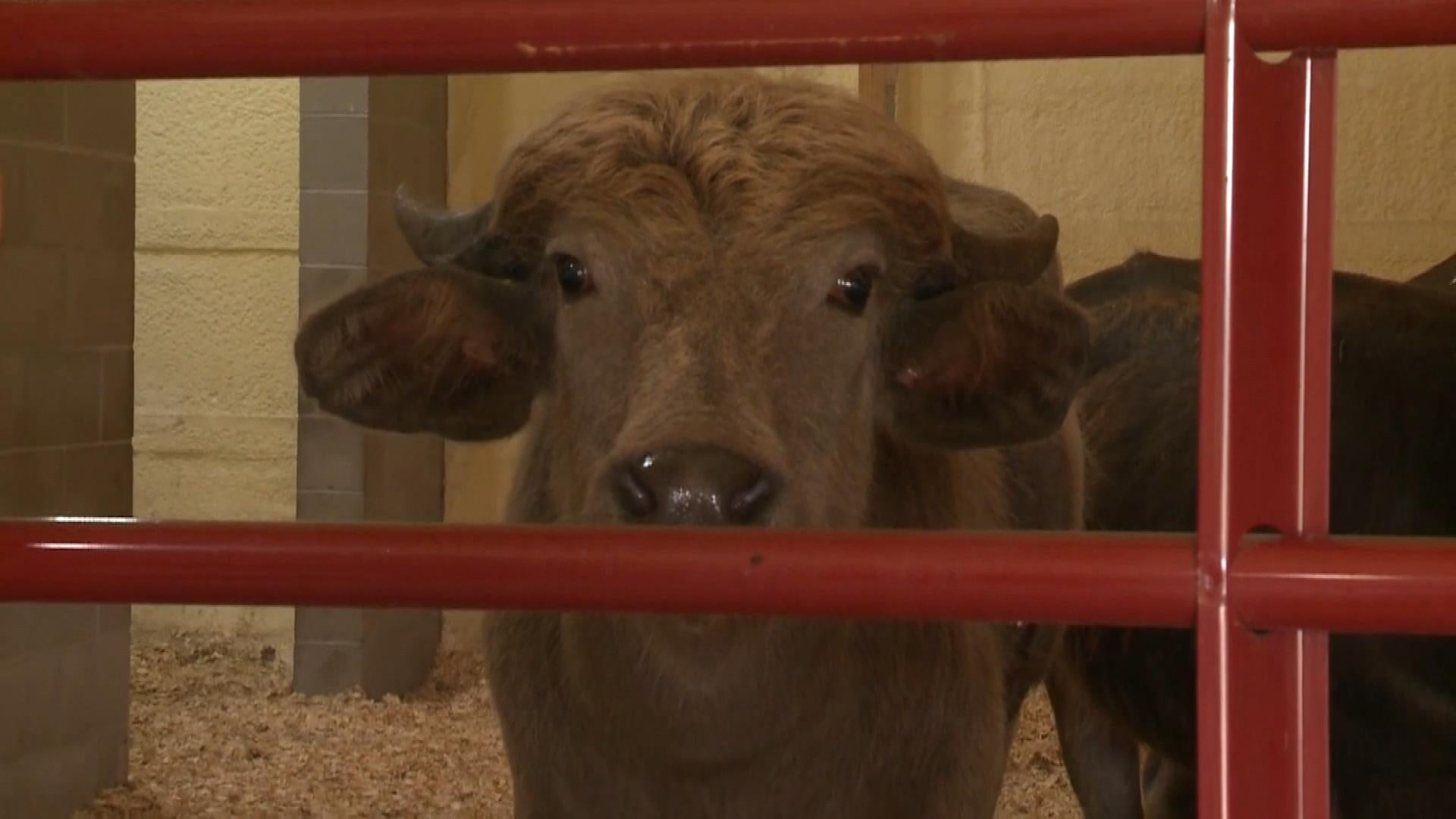 Water Buffalo Has Bullet in Abdomen After Being Shot by Police