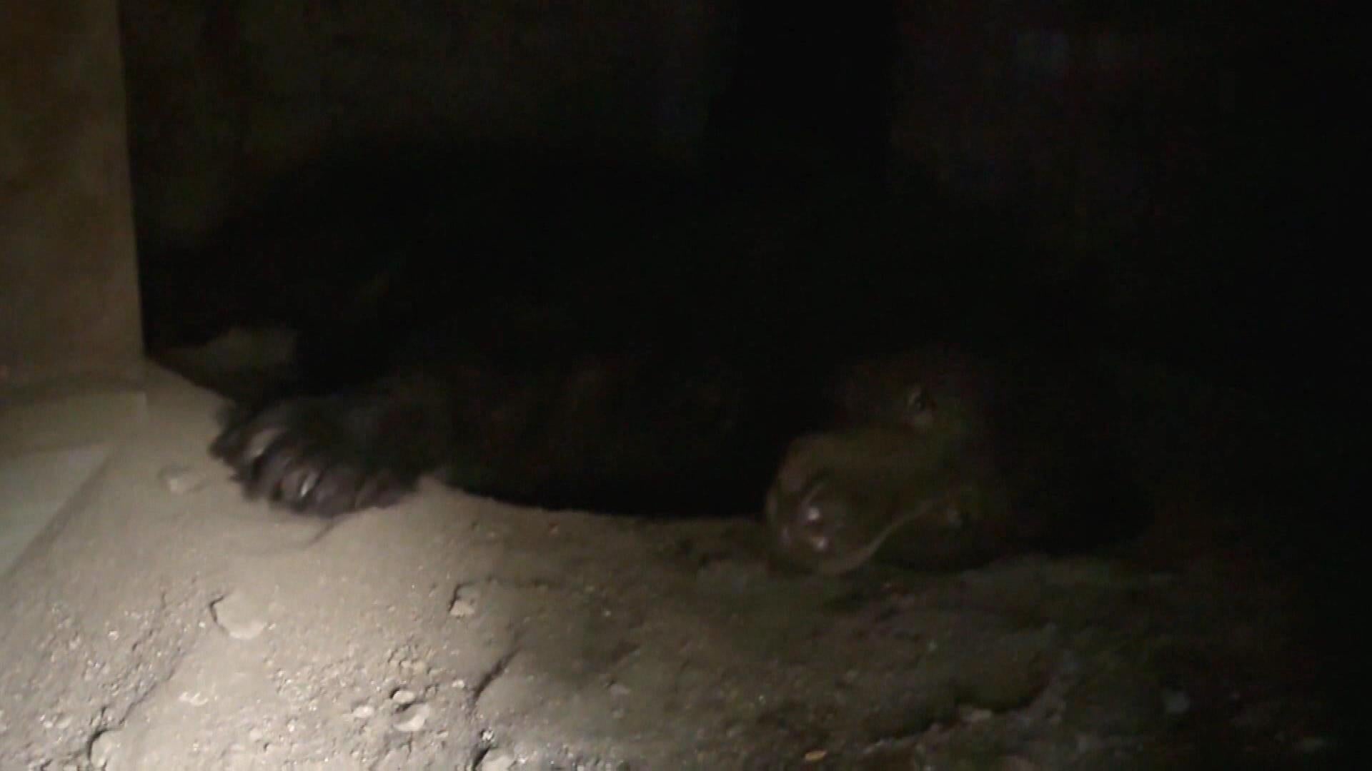 Elderly Bear Moves Into Crawl Space Under House in California