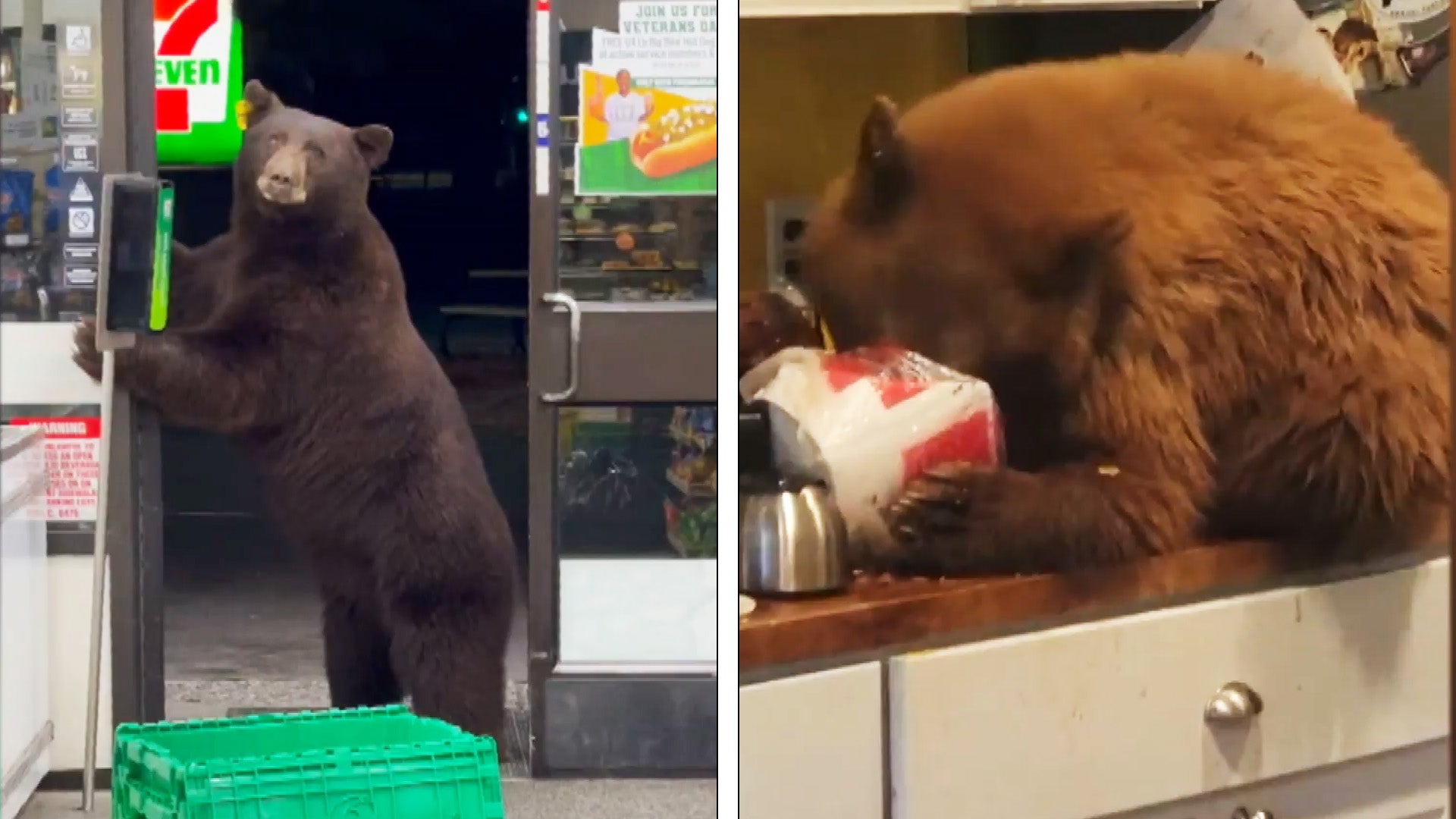 Bear walks into a 7-11/Bear eats a bucket of chicken