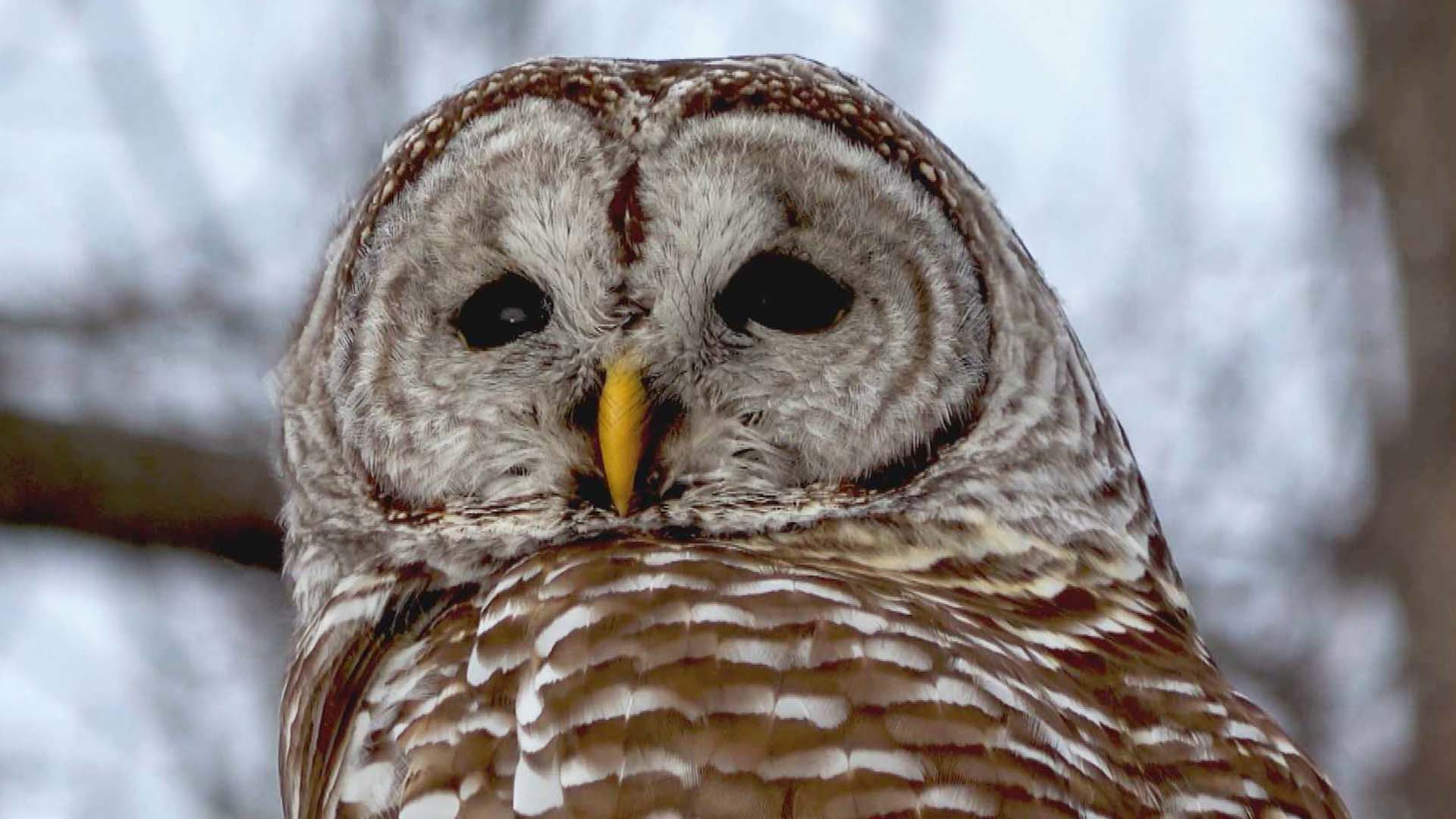 The U.S. Fish and Wildlife Services has a 30-year plan to kill around 470,000 Barred Owls in order to save the Spotted Owl from extinction. 