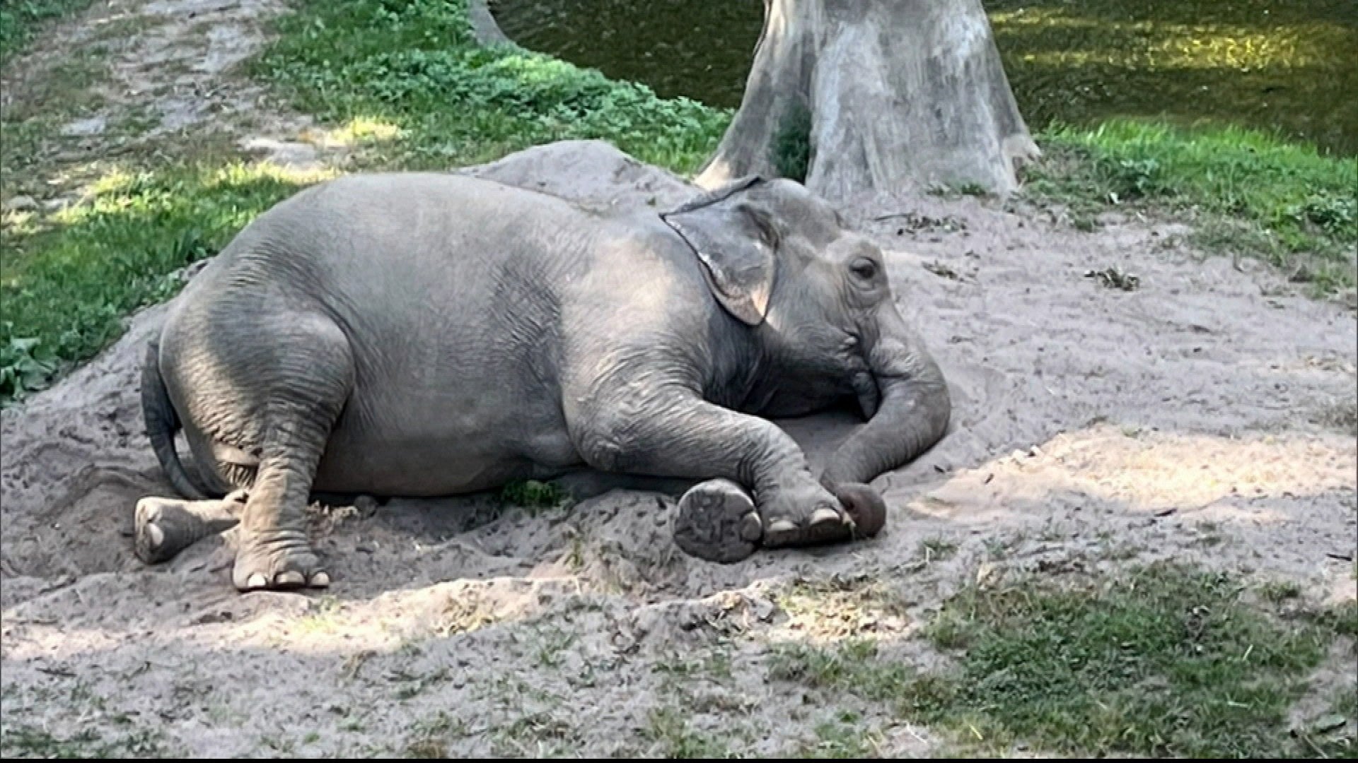 Bronx Zoo Elephant Spotted After Months-Long Disappearance