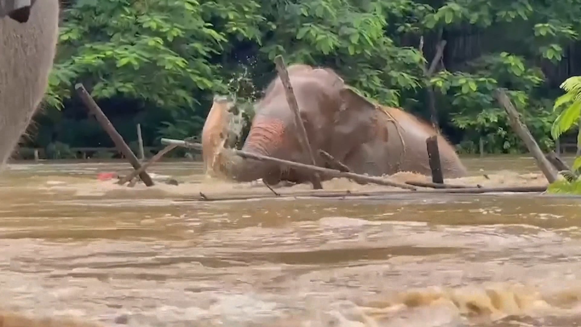 Elephant walking through a flood