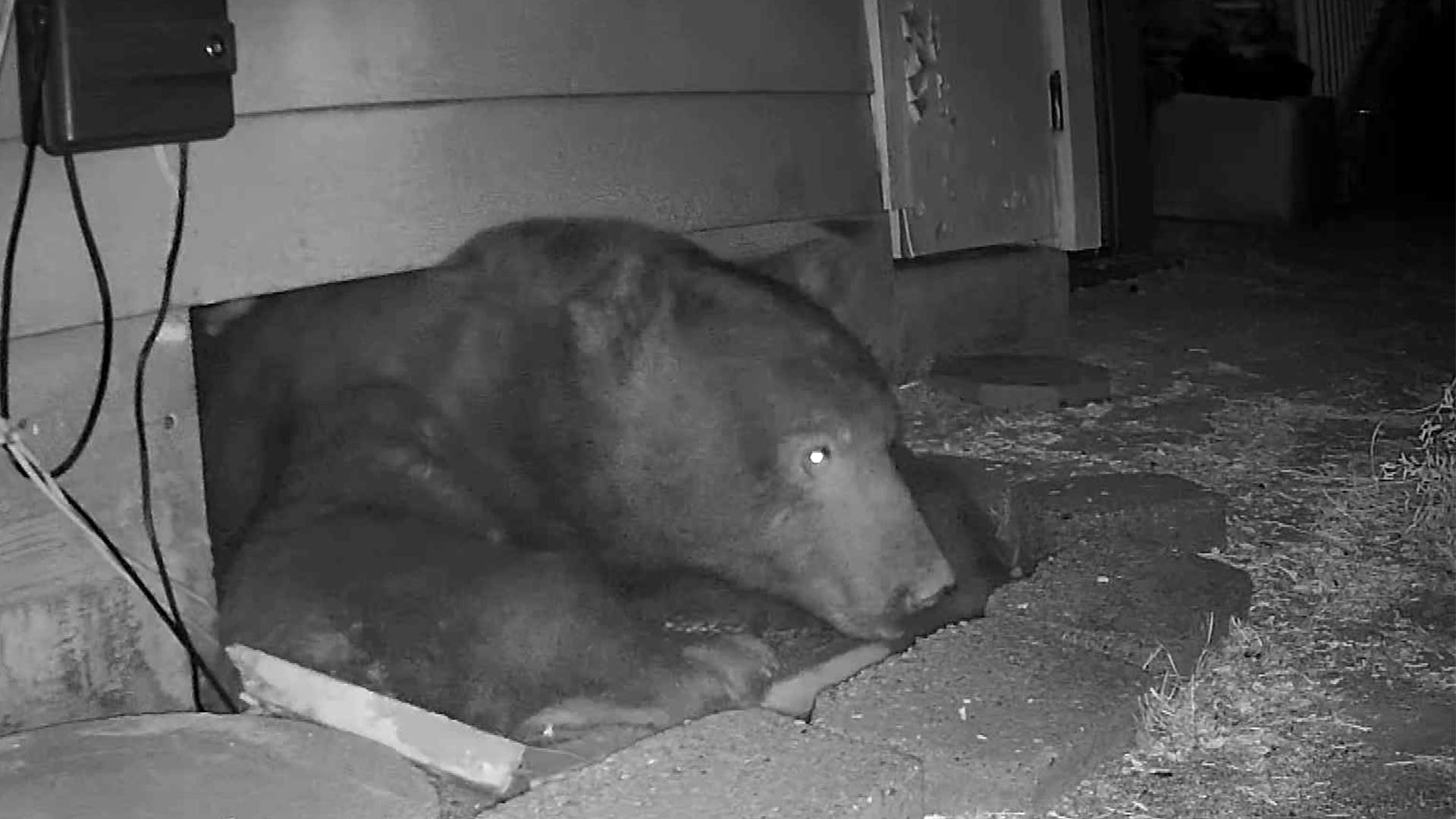 Big Bear Squeezes Through Home's Crawl Space for Shelter