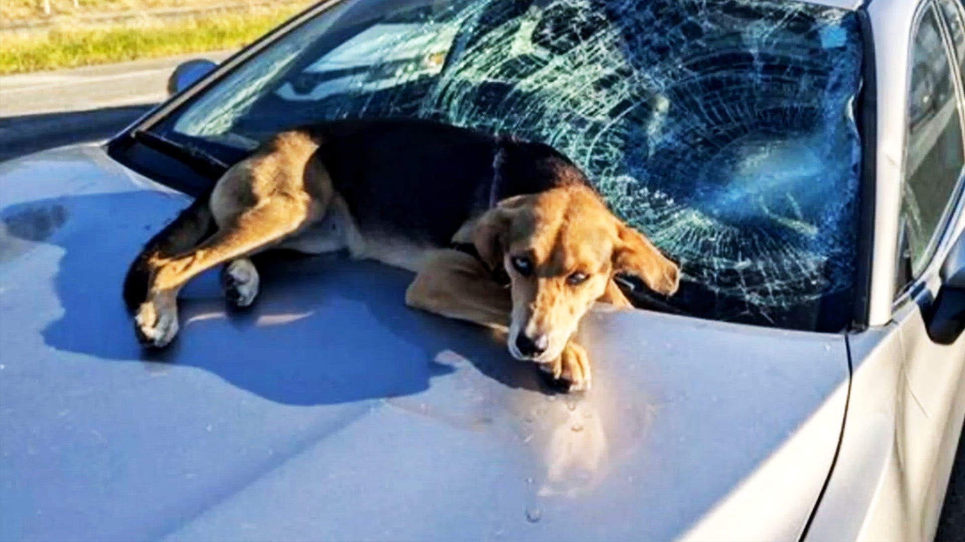 Dog survives falling from overpass onto a moving car