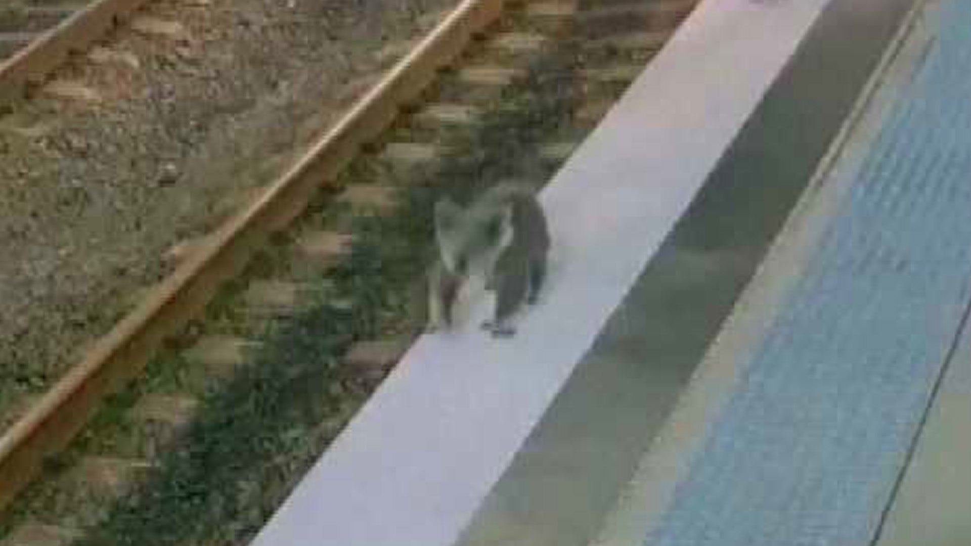 Koala Roams Sydney Train Station