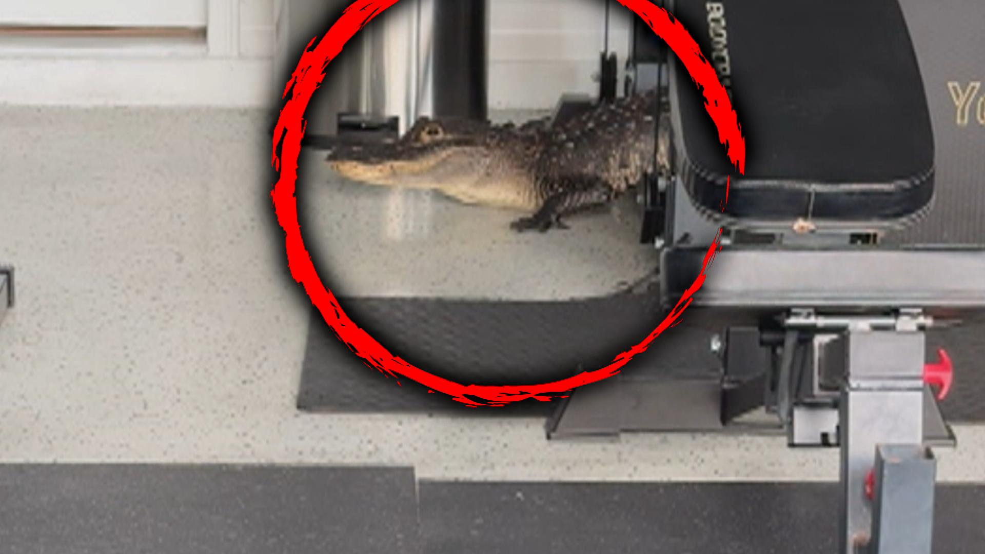 Homeowner Finds Huge Gator in Garage After Hurricane Milton