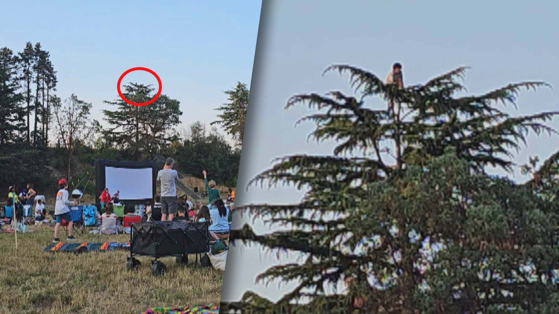 An outdoor movie screen surrounded by pine trees, one of which has a red circle / close up of boy on the top of a tree