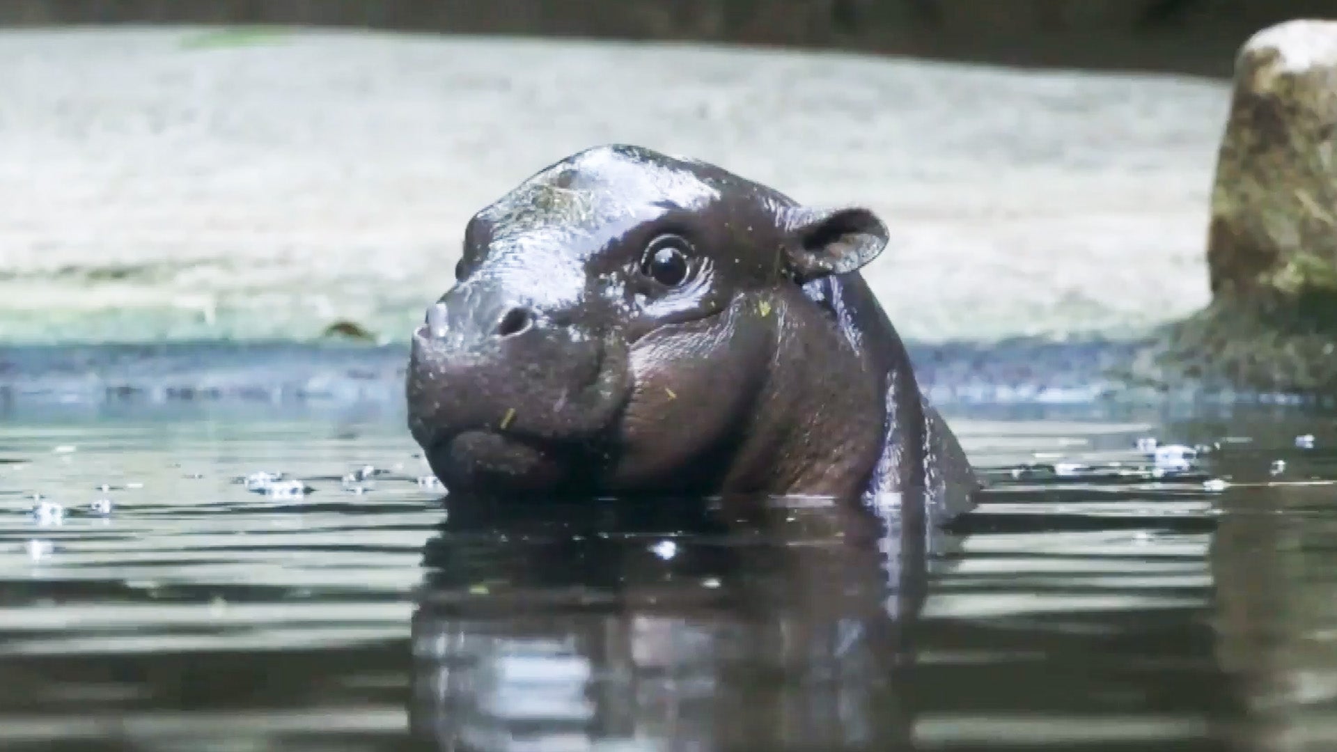 Toni, a 5-month-old pygmy hippo, the same species as Moo Deng, takes her first swim at Germany's Berlin Zoo