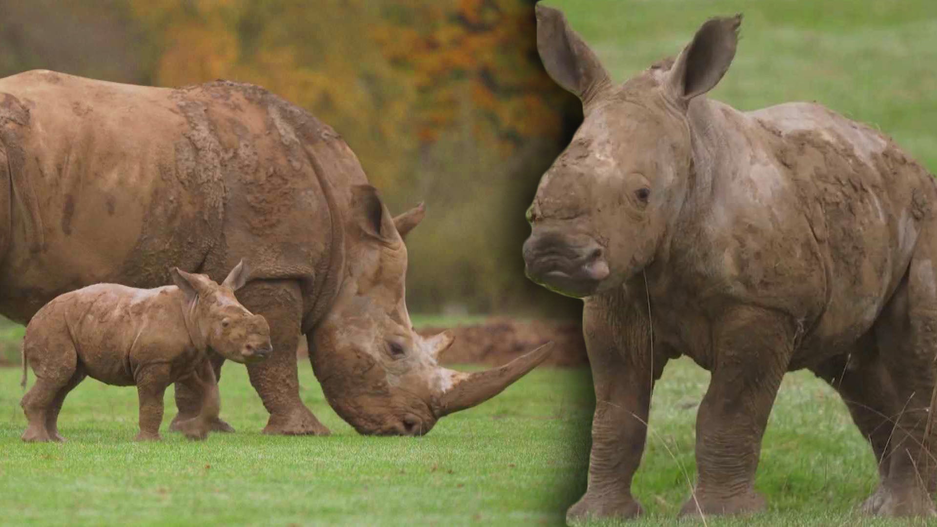 A one-month-old southern white rhino has taken his first steps outside at England's Whipsnade Zoo.