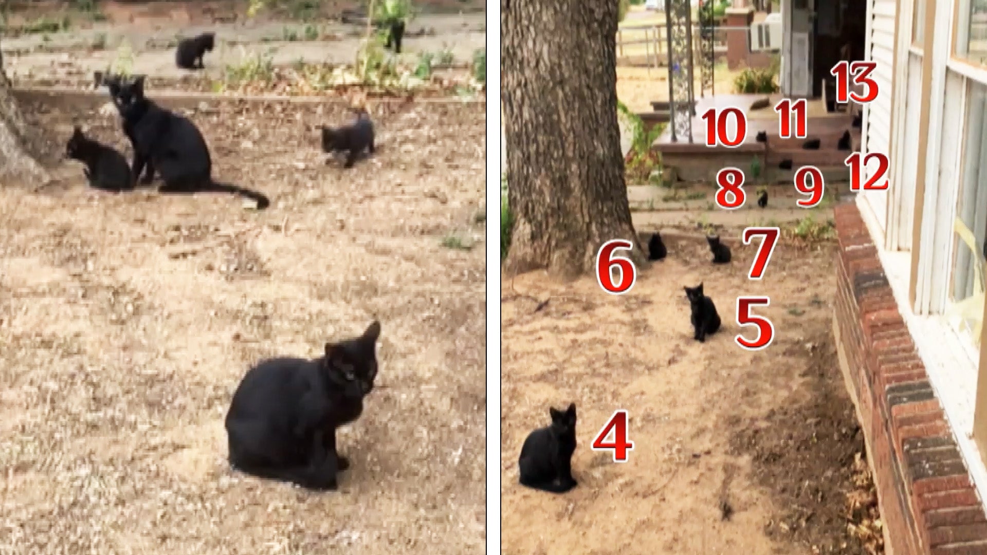 13 black cats outside Tiffany Fountain's home