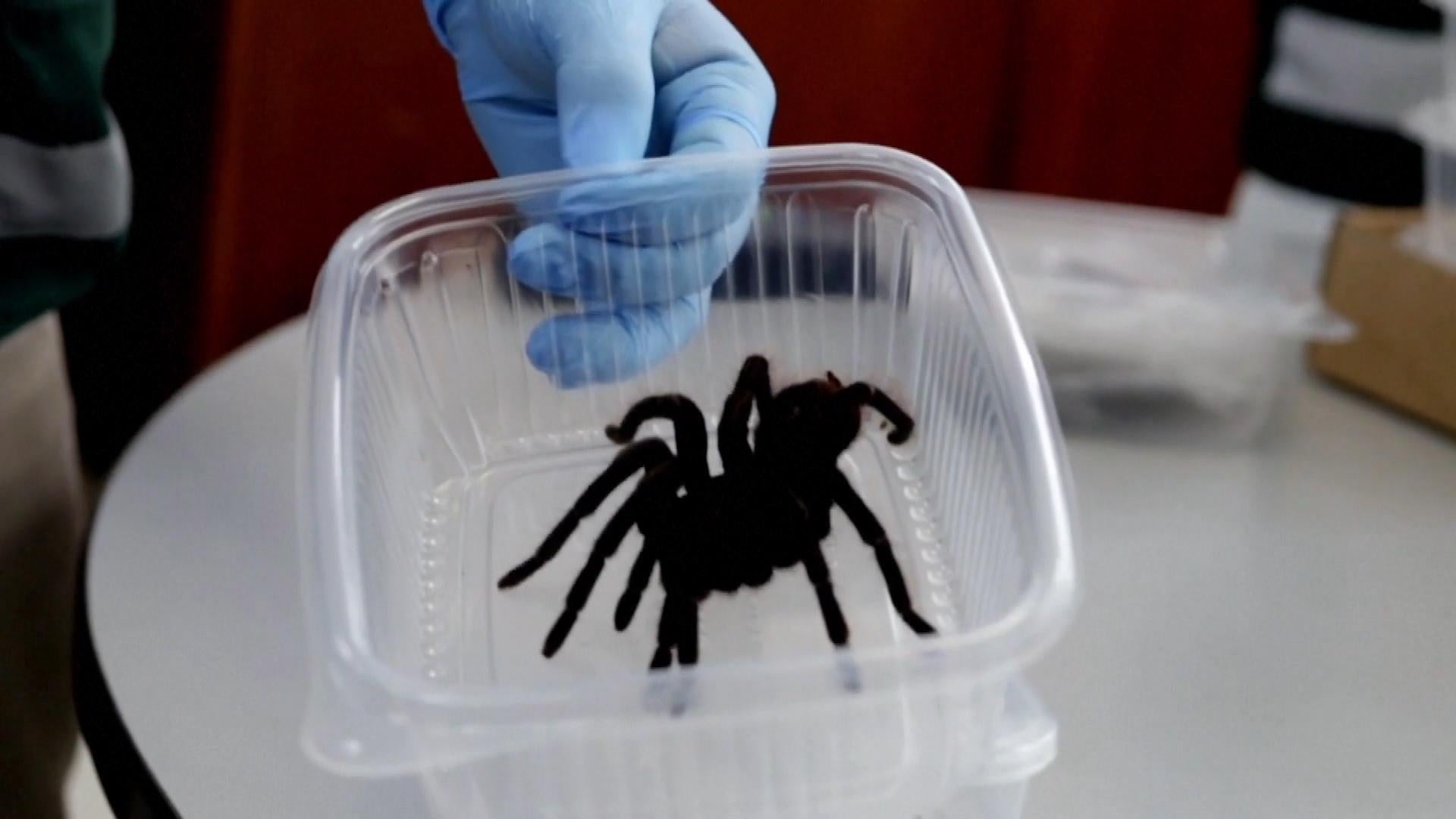 A man was arrested for trying to smuggle 320 tarantulas through an airport in Lima, Peru. 