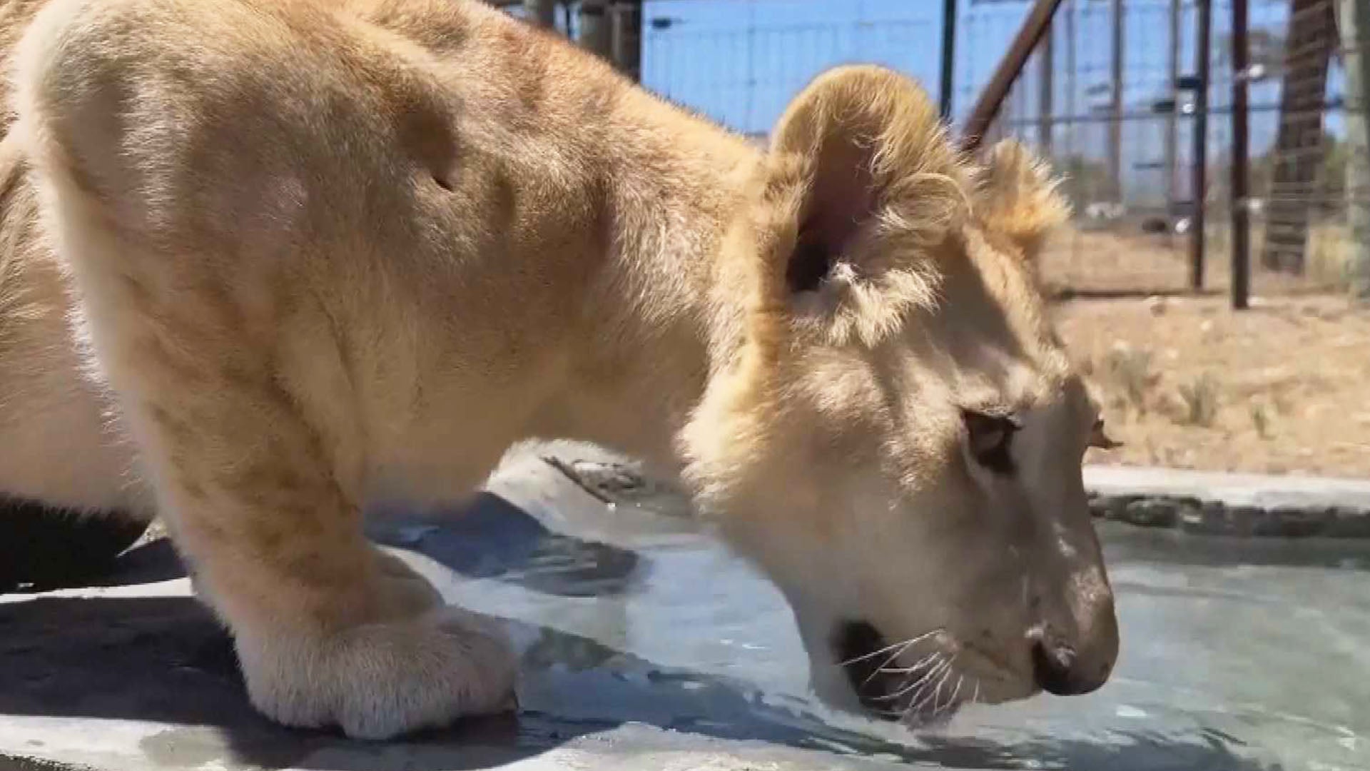 Lion Cub Saved From War Zone in Lebanon by Animal Rights Group