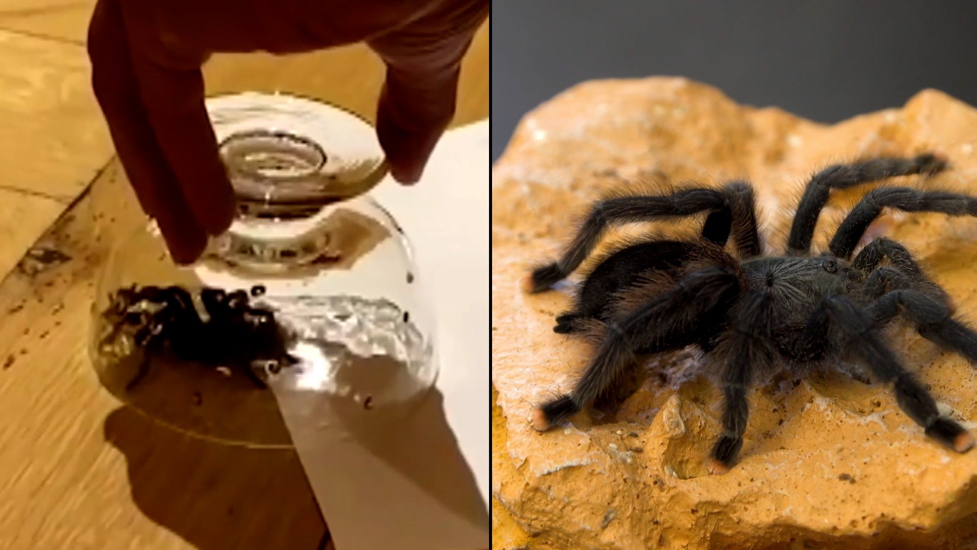 Creepy Stories About Tarantulas