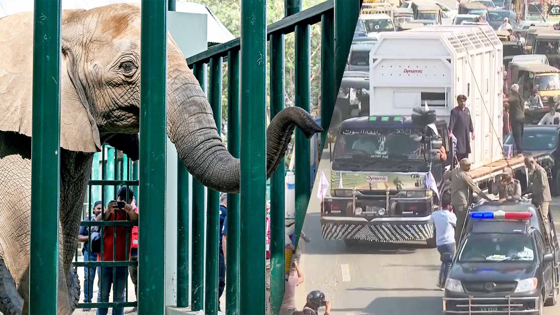 Elephant Sisters Reunited After 15 Years Apart