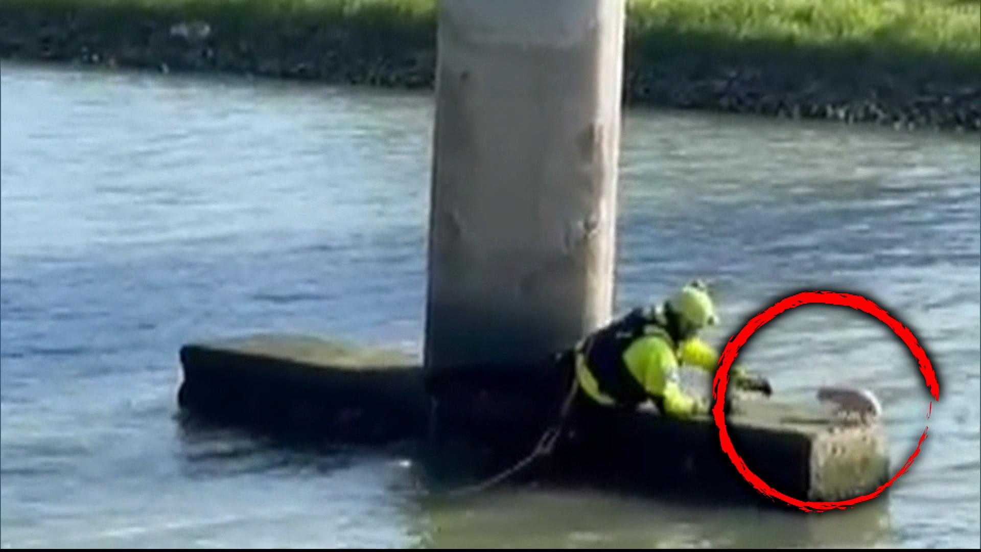 Firefighter Swims in Murky Water to Save Stranded Chihuahua