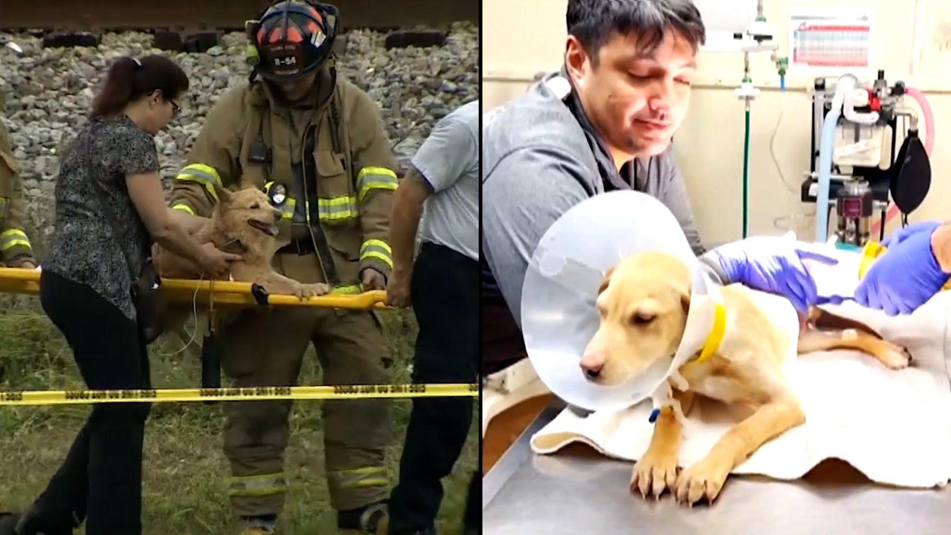 Dogs That Survived Plane Crashes