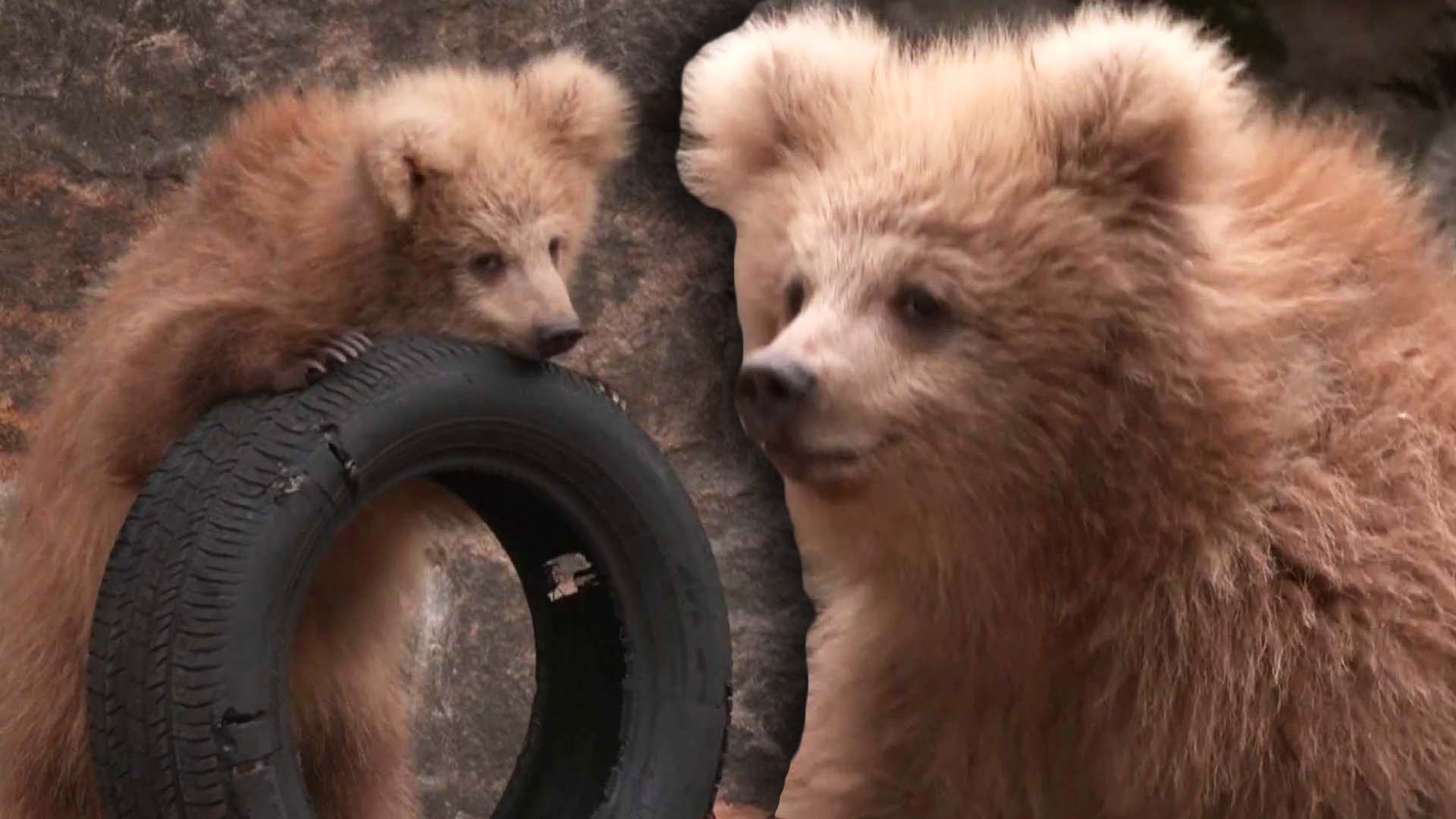 Junjun, an 11-month-old bear cub who lives in China's Shanghai Zoo, is famous on social media.