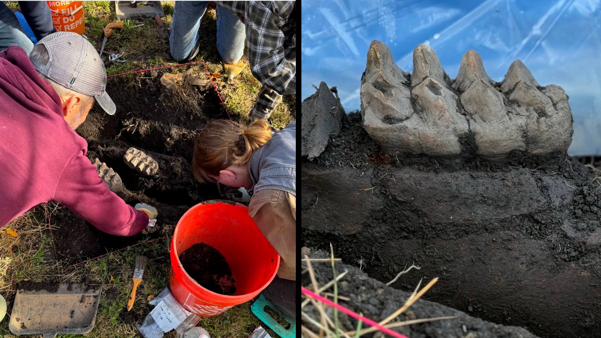 Mastodon Jaw Unearthed in New York Backyard