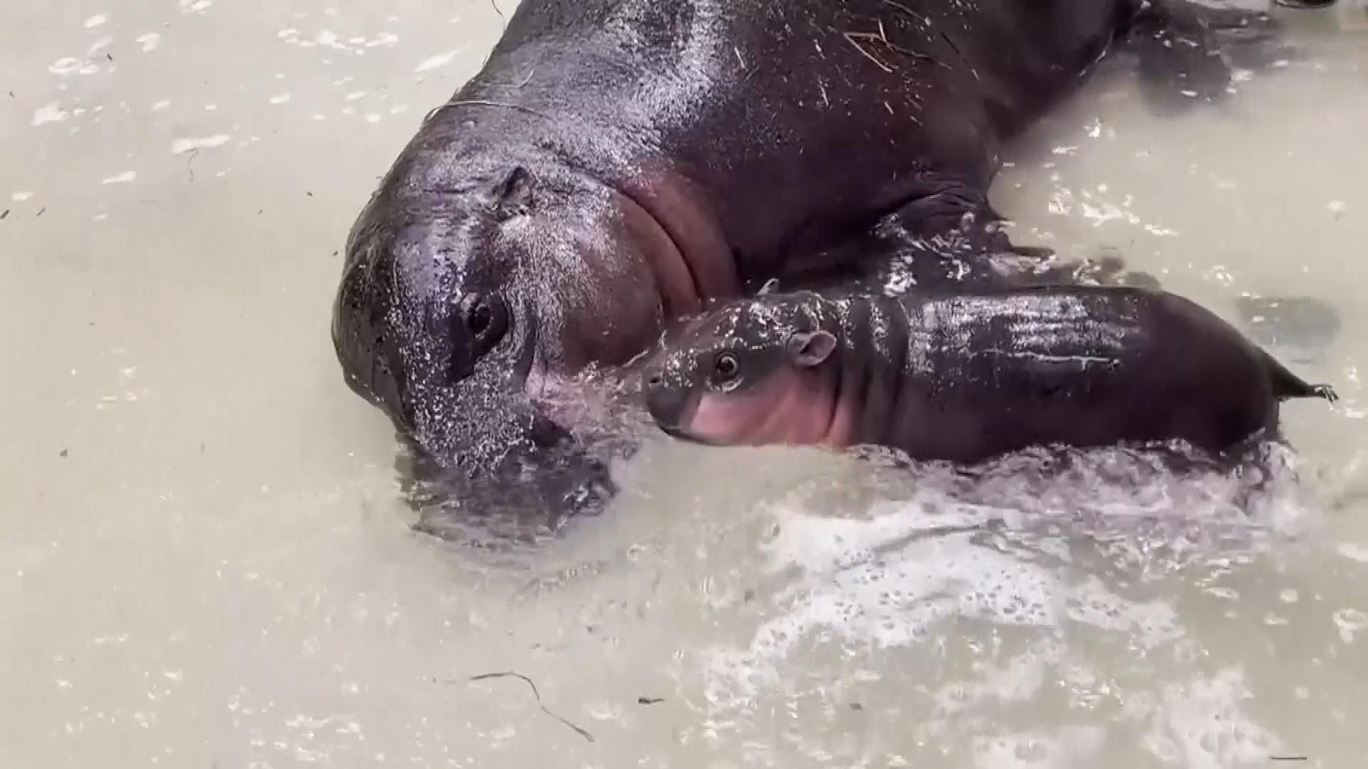 Poppy the Baby Pygmy Hippo Has Her First Swim