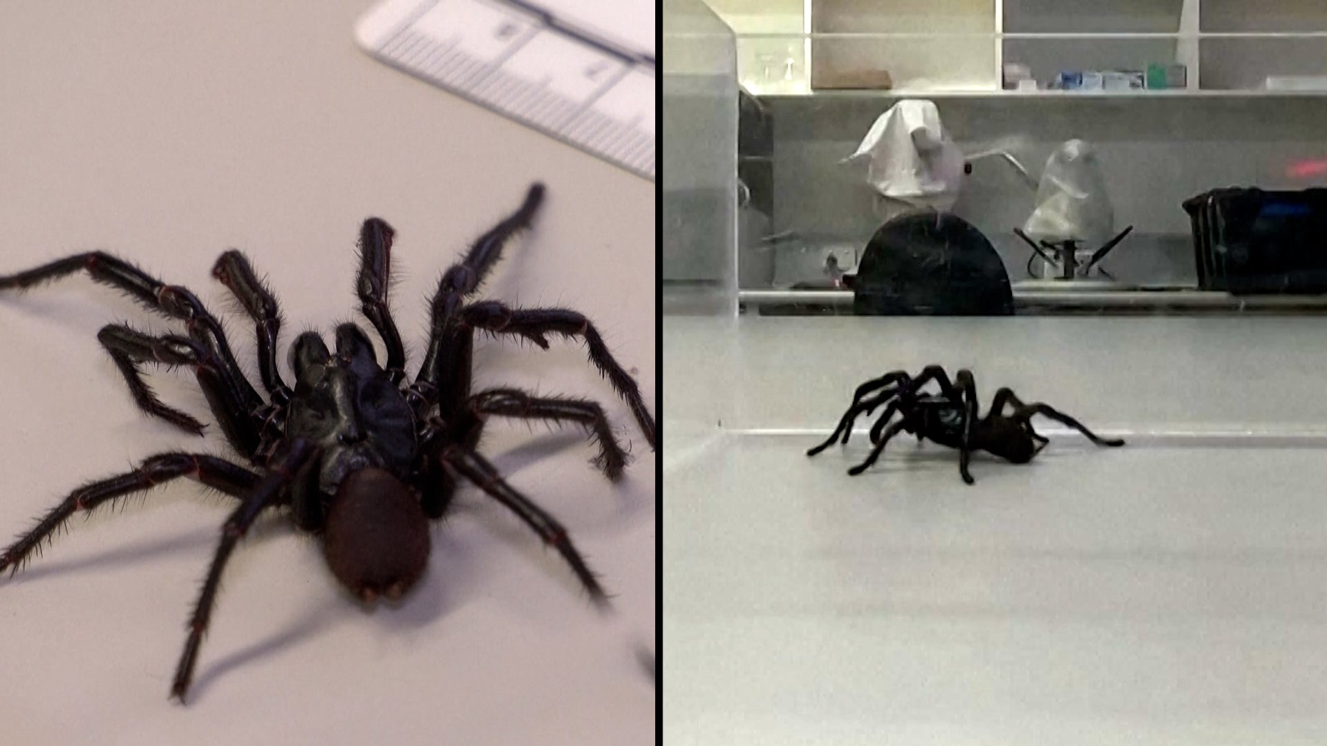 Scientists in Australia have discovered a version of the Sydney funnel web spider that they've nicknamed "Big Boy." 