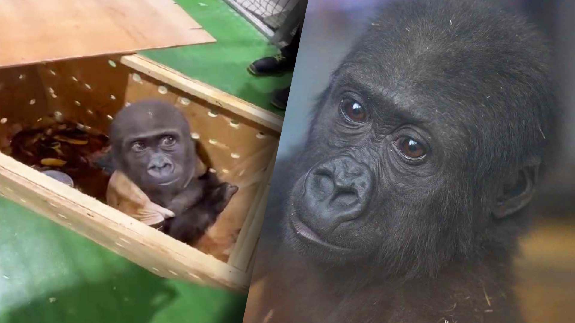 Baby gorilla in a crate, baby gorilla