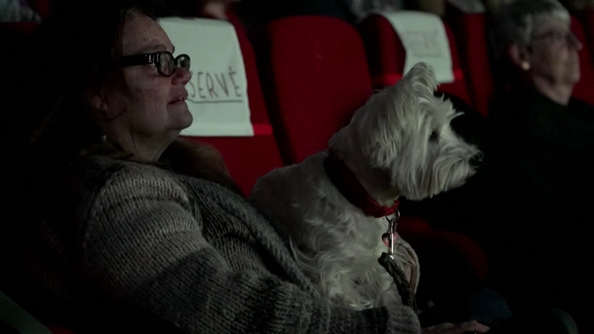 The Majestic Bastille, an independent movie theater in Paris, recently opened their doors to humans and their dogs for a showing of Disney's 'Lady and the Tramp.'