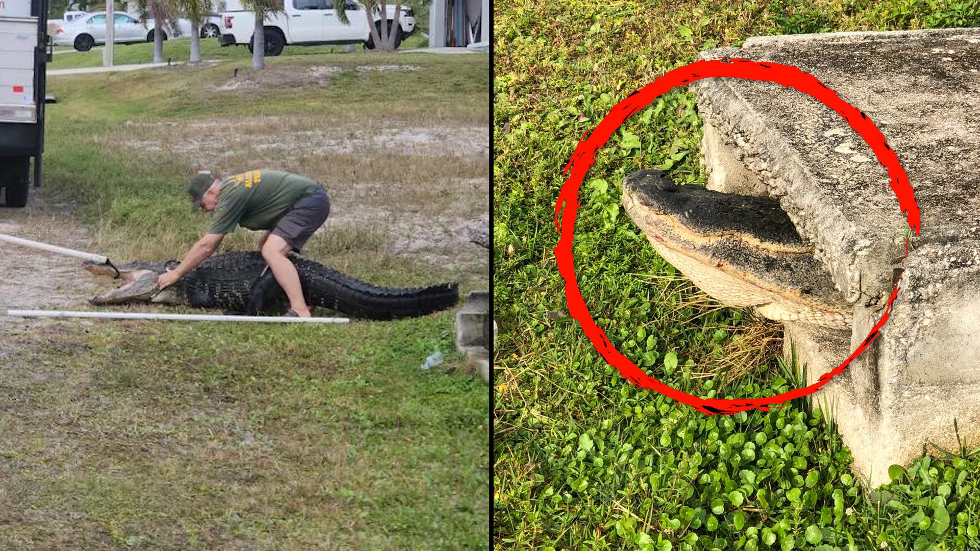 Alligator Pulled From Storm Drain After Getting Stuck