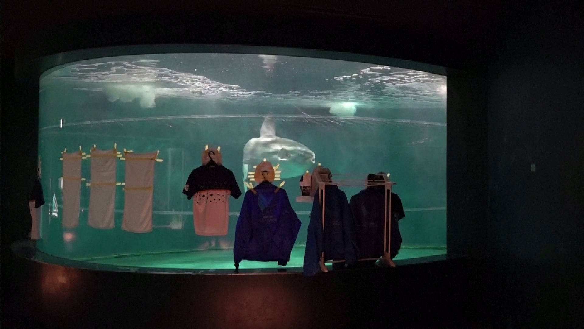 A sunfish in Japan's Shimonoseki City Aquarium was lonely after a temporary closure, so staff taped clothes and pictures of people to his tank.