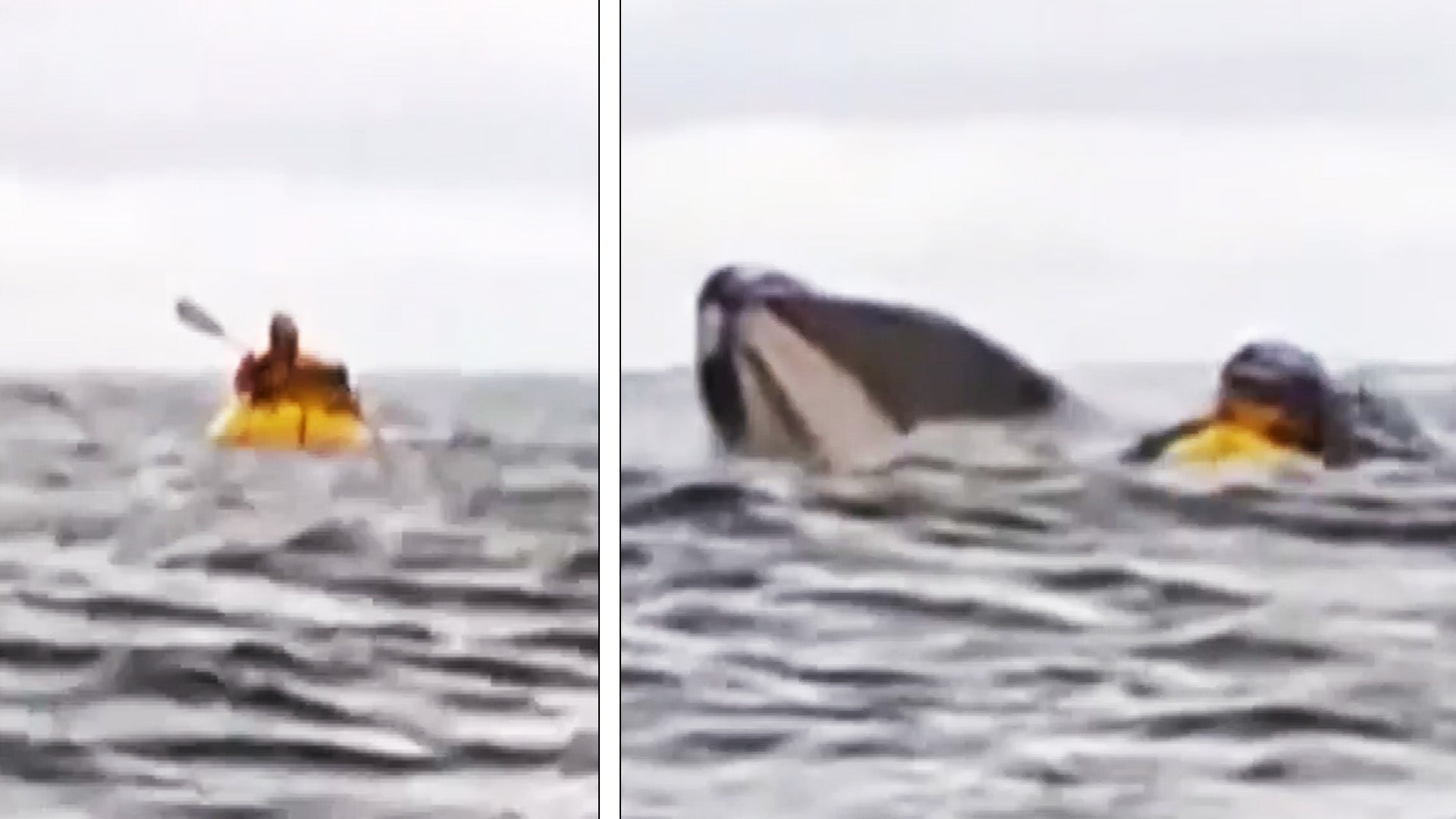 Kayaker on the water, humpback whale near kayaker