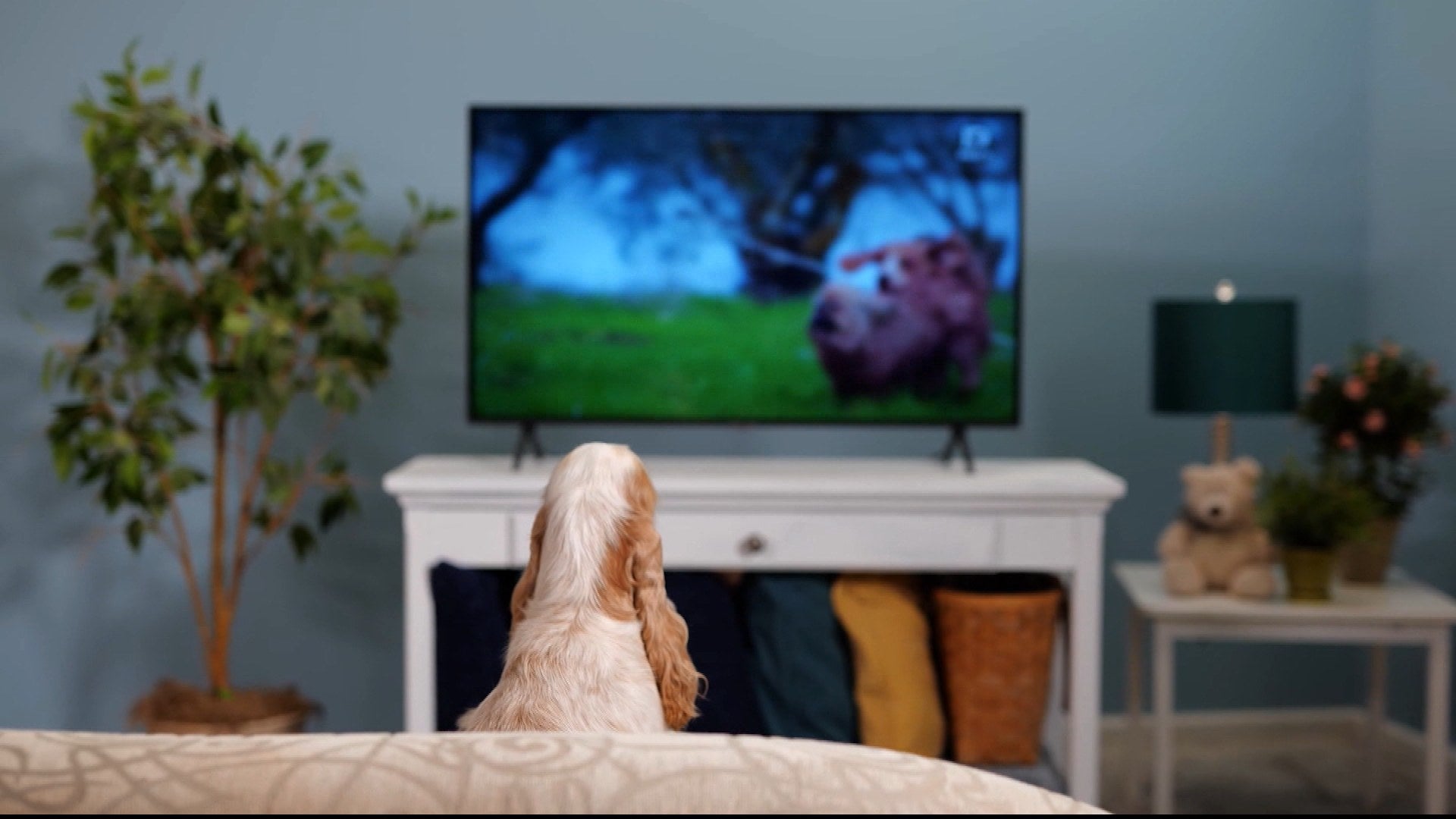 Would You Let Your Dog Watch DOGTV?