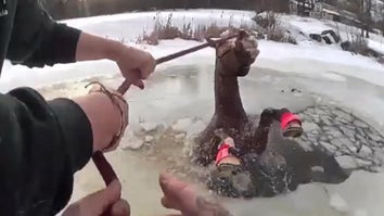 Stranded Horse Pulled From Icy Pond