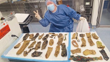 24 Socks Among Weird Things a Vet Found in Dog's Stomach