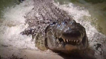 Alligator Attacks Woman Rowing A Boat