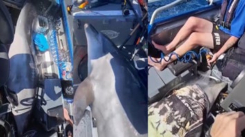 900-Pound Dolphin Jumps Onto Boat