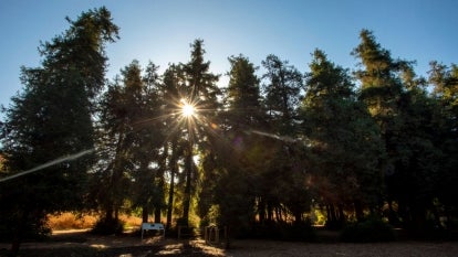 Redwoods at sunset