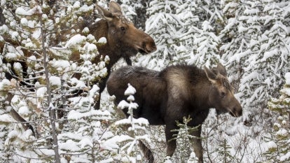 Two moose in between snow covered trees