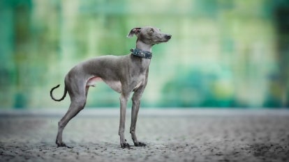 italian greyhound